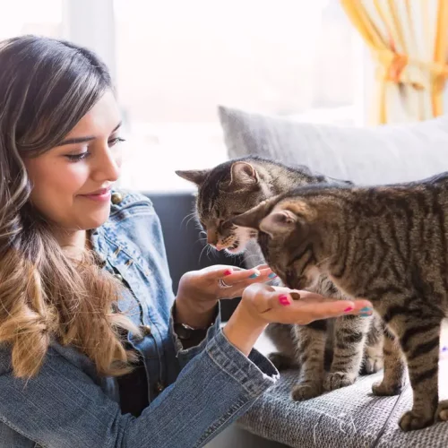 istock-679782256_1_orig